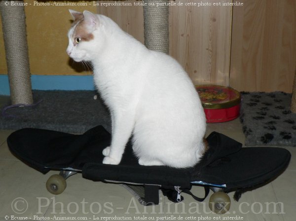 Photo de Chat domestique