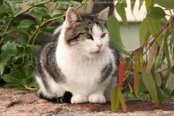 Photo de Chat domestique