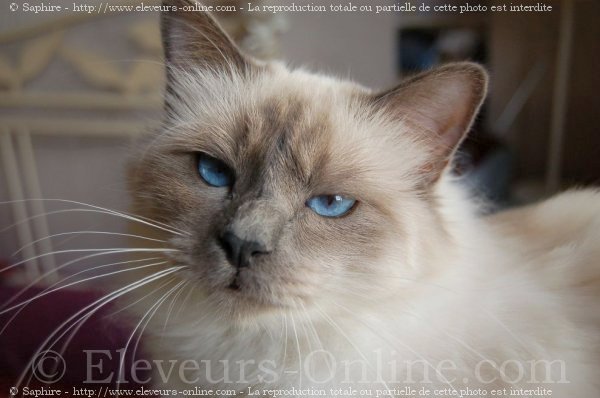 Photo de Sacr de birmanie