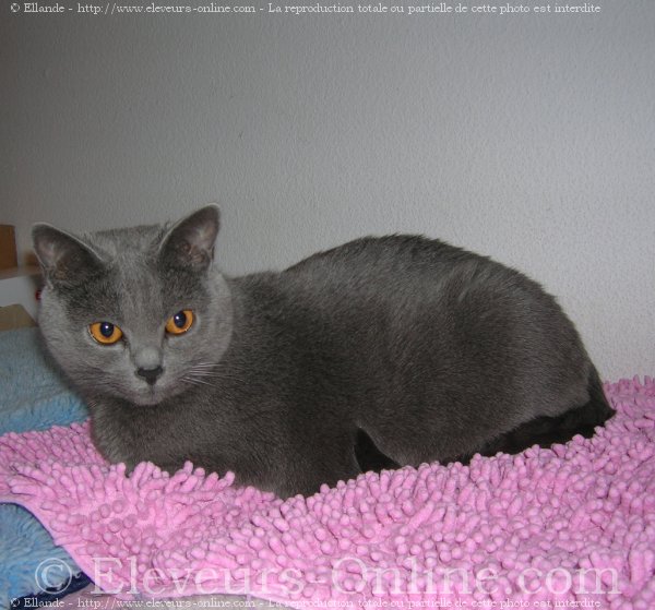 Photo de Chartreux