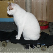 Photo de Chat domestique