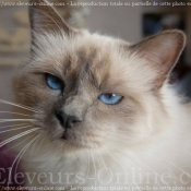 Photo de Sacr de birmanie