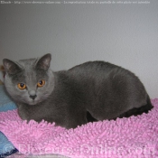 Photo de Chartreux