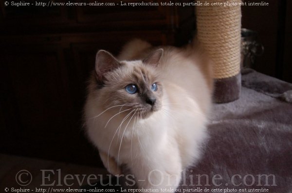 Photo de Sacr de birmanie