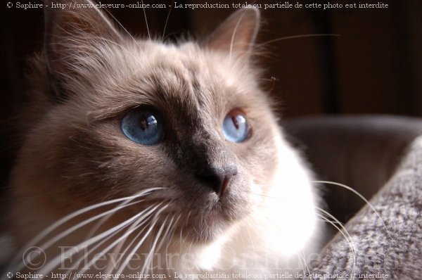 Photo de Sacr de birmanie