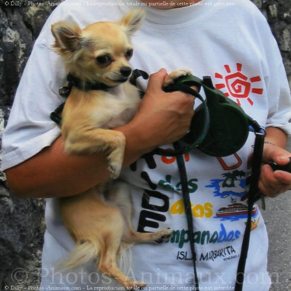 Photo de Chihuahua  poil long