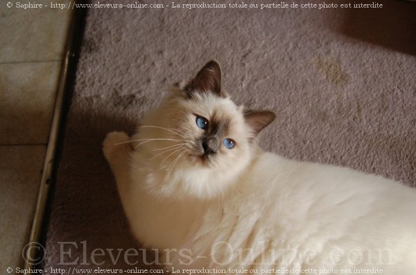 Photo de Sacr de birmanie