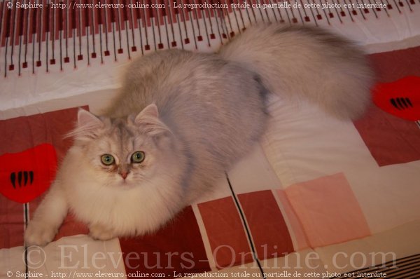 Photo de British longhair