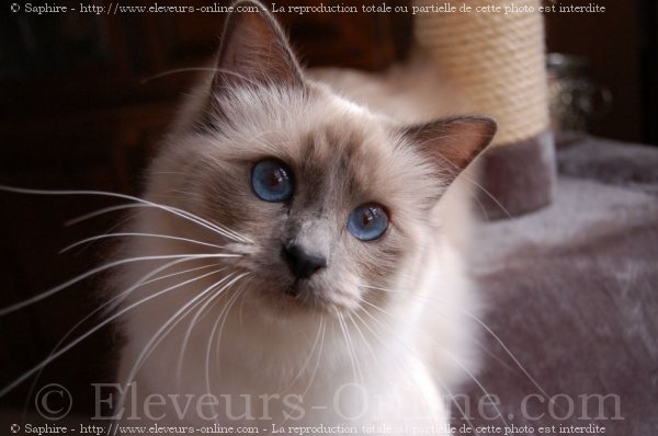 Photo de Sacr de birmanie