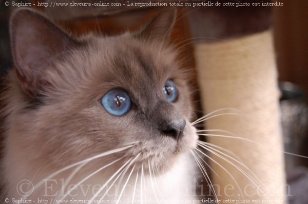 Photo de Sacr de birmanie