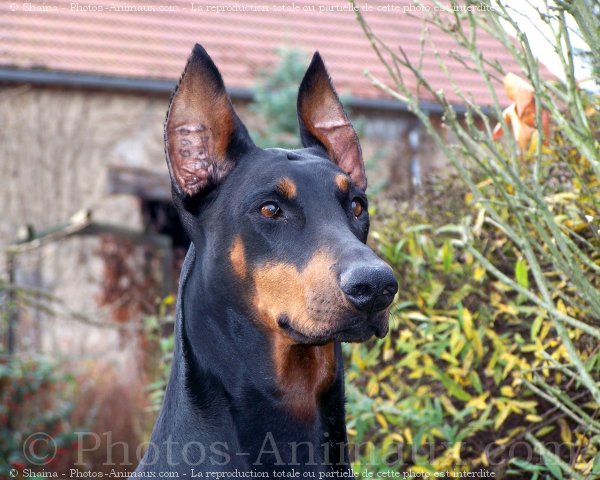 Photo de Dobermann