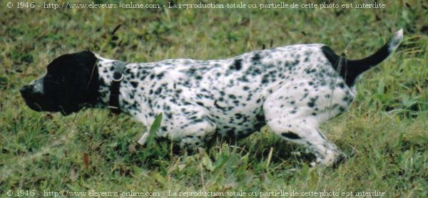 Photo de Braque d'auvergne