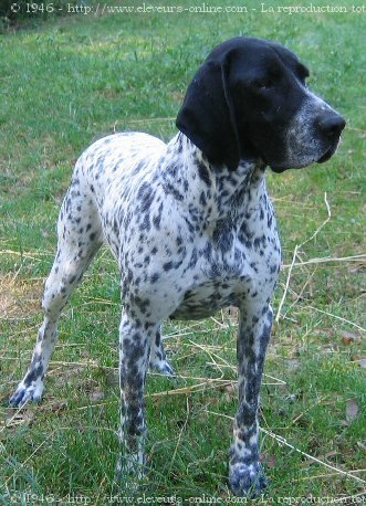 Photo de Braque d'auvergne