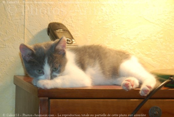 Photo de Chat domestique