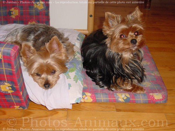 Photo de Yorkshire terrier