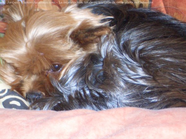 Photo de Yorkshire terrier