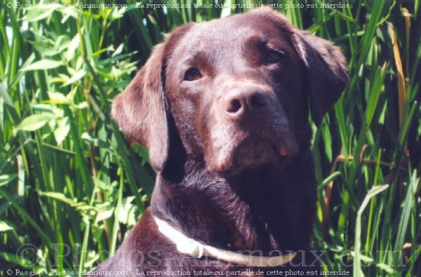 Photo de Labrador retriever