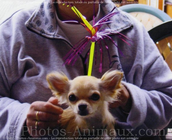 Photo de Chihuahua  poil long