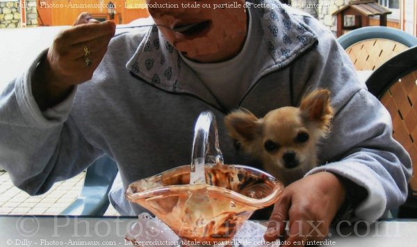 Photo de Chihuahua  poil long