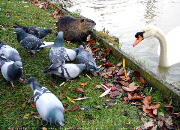 Photo de Races diffrentes