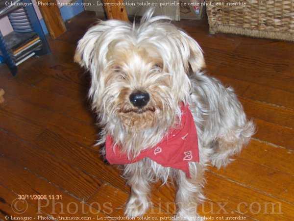 Photo de Yorkshire terrier