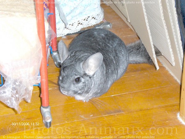 Photo de Chinchilla