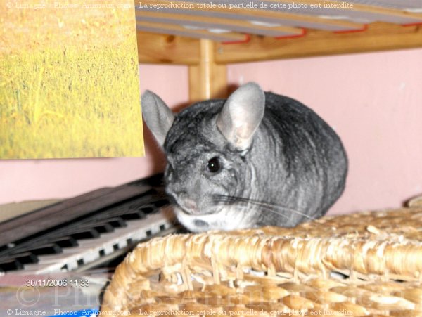 Photo de Chinchilla