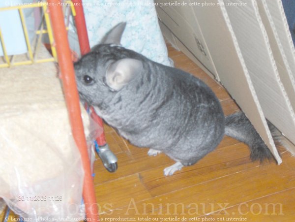 Photo de Chinchilla