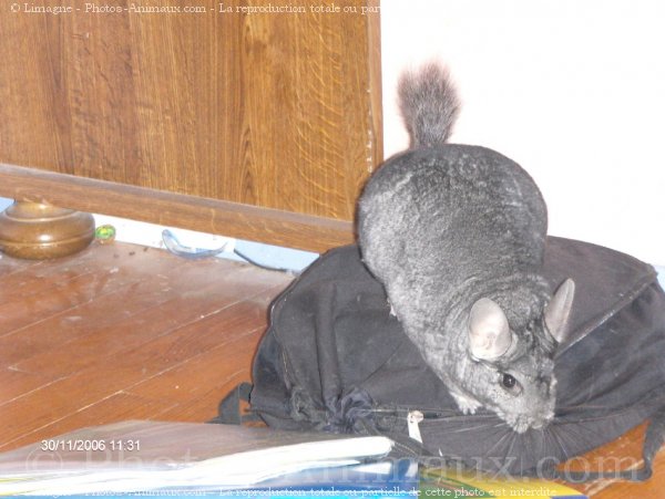 Photo de Chinchilla