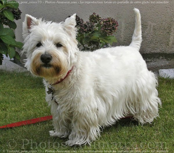 Photo de West highland white terrier