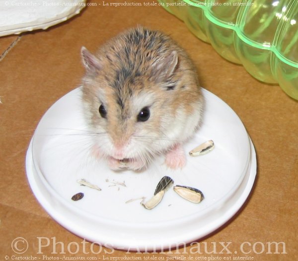 Photo de Hamster