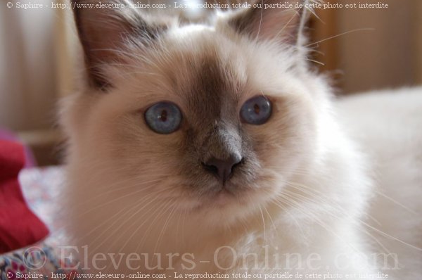 Photo de Sacr de birmanie