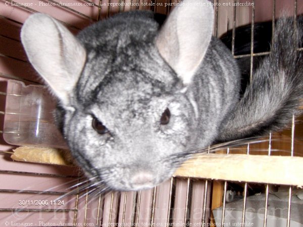 Photo de Chinchilla