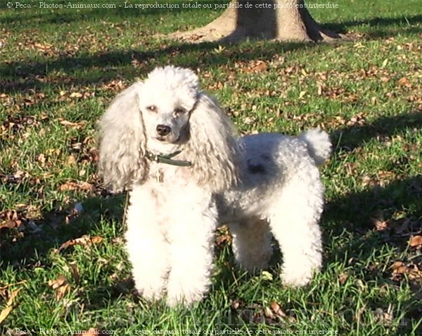 Photo de Caniche moyen