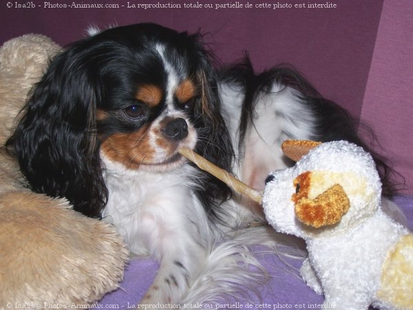 Photo de Cavalier king charles spaniel