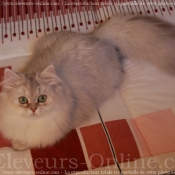 Photo de British longhair