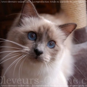 Photo de Sacr de birmanie