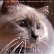 Photo de Sacr de birmanie