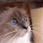 Photo de Sacr de birmanie