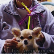 Photo de Chihuahua  poil long