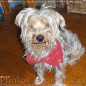 Photo de Yorkshire terrier