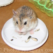 Photo de Hamster