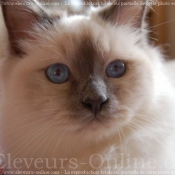 Photo de Sacr de birmanie