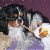 Photo de Cavalier king charles spaniel