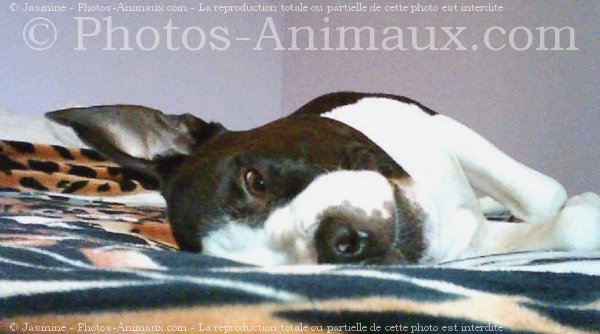 Photo d'American staffordshire terrier