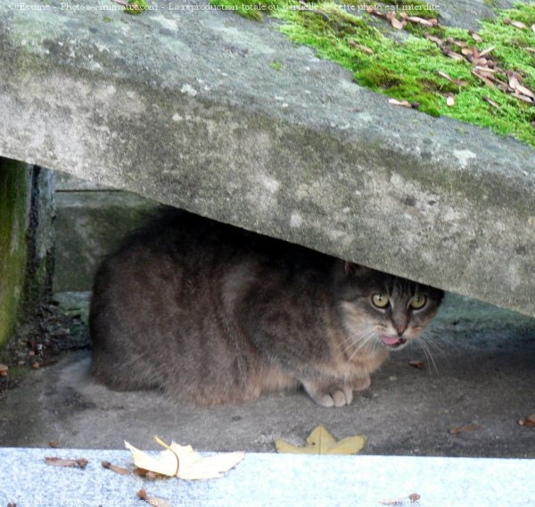 Photo de Chat domestique