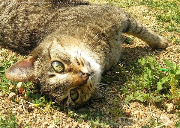 Photo de Chat domestique