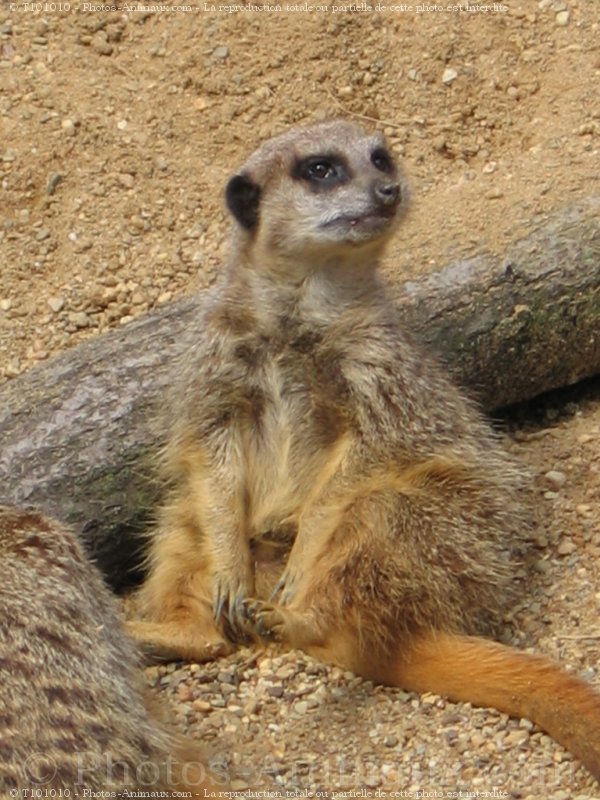 Photo de Suricate