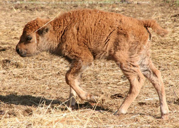 Photo de Bison