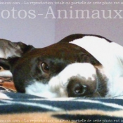 Photo d'American staffordshire terrier